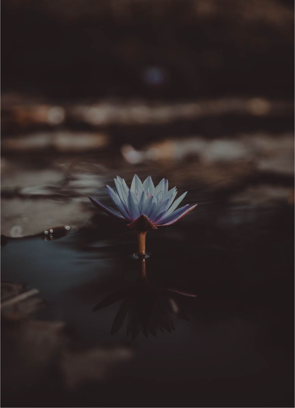 Ceremonieleider - Aanbod Blauwe Lotus | Araliya Life Flow